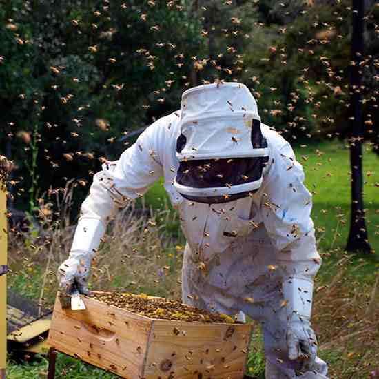 beekeeper-web_media jpg